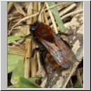 Andrena fulva - Rotpelzige Sandbiene w06.jpg